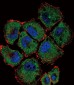 SLC36A1 Antibody (N-term)